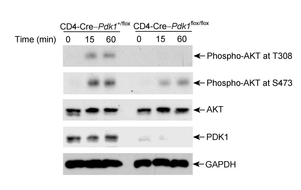 Supplementary Figure 2 Activation loop phosphorylation of AKT is impaired in PDK1 knockout T-cells following stimulation with anti-cd3 anti-cd28, but hydrophobic motif phosphorylation of AKT is