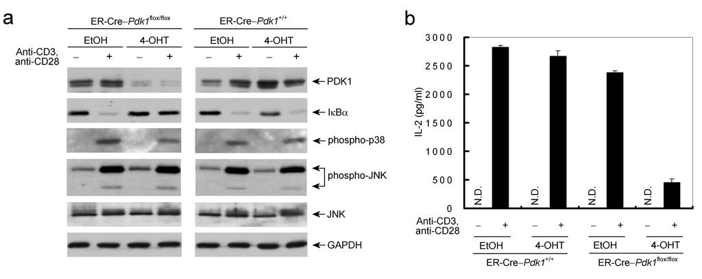 Supplementary Figure 5 ER-Cre-mediated Pdk1 gene deletion in effector CD4+ T cell impairs Iκ κbα α degradation and IL-2 production during the T cell receptor signaling.