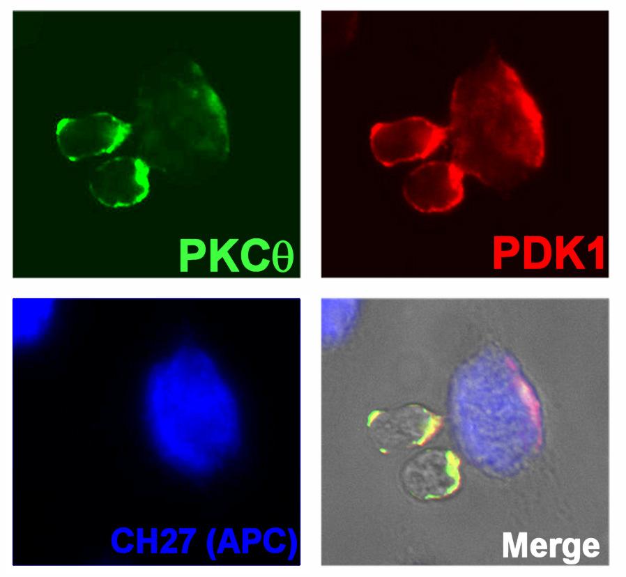 Supplementary Figure 8 PDK1 and PKC-θ are recruited by engagement of antigen receptor with antigen-mhc complex.