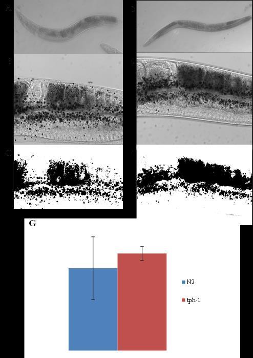 Fechtner 11 Figure 6- (A-C) Nomarski images of Oil Red Stained N2. (D-F) Nomarski images of tph-1(gr1321/mt1543). Pictures were taken using GFP filter. Density Quantification was done using ImageJ.