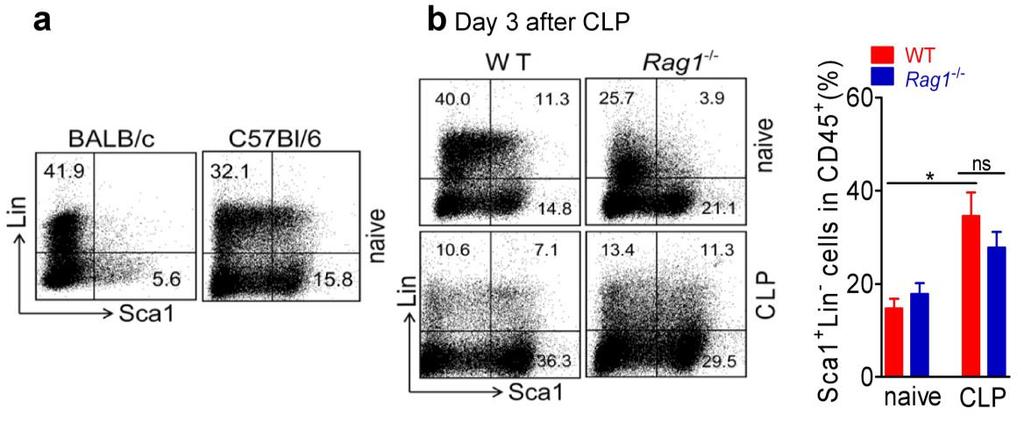 Supplementary Figure 6. Induction of ILC2 in Rag1 / sepsis-surviving mice. Lungs of C57BL/6J and Rag1 -/- mice under CLP and antibiotic treatment were collected on day 3 after CLP.