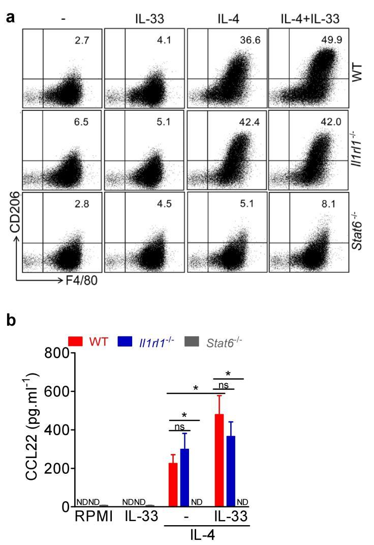 Supplementary Figure 7. M2 polarization with IL-4 IL-33 was abolished in Stat6 -/- BMDM in vitro.