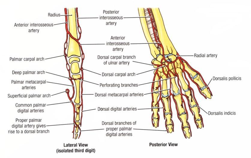 Fig. 1. Anastomosis around the wrist and distal radio ulnar joint. The PIA runs along a line drawn between the lateral epicondyle of the humerus and the distal radioulnar joint (8).