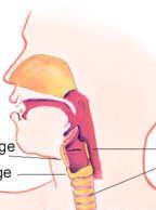Upper Respiratory Tract Infections Acute tonsillitispharyngitis Acute otitis media