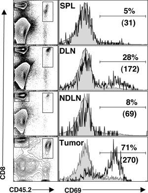 6754 INSUFFICIENT SIGNAL 3 LIMITS CD8 T CELL RESPONSE TO TUMOR Ag FIGURE 2. Adoptively transferred OT-I cells proliferate in the DLN of E.