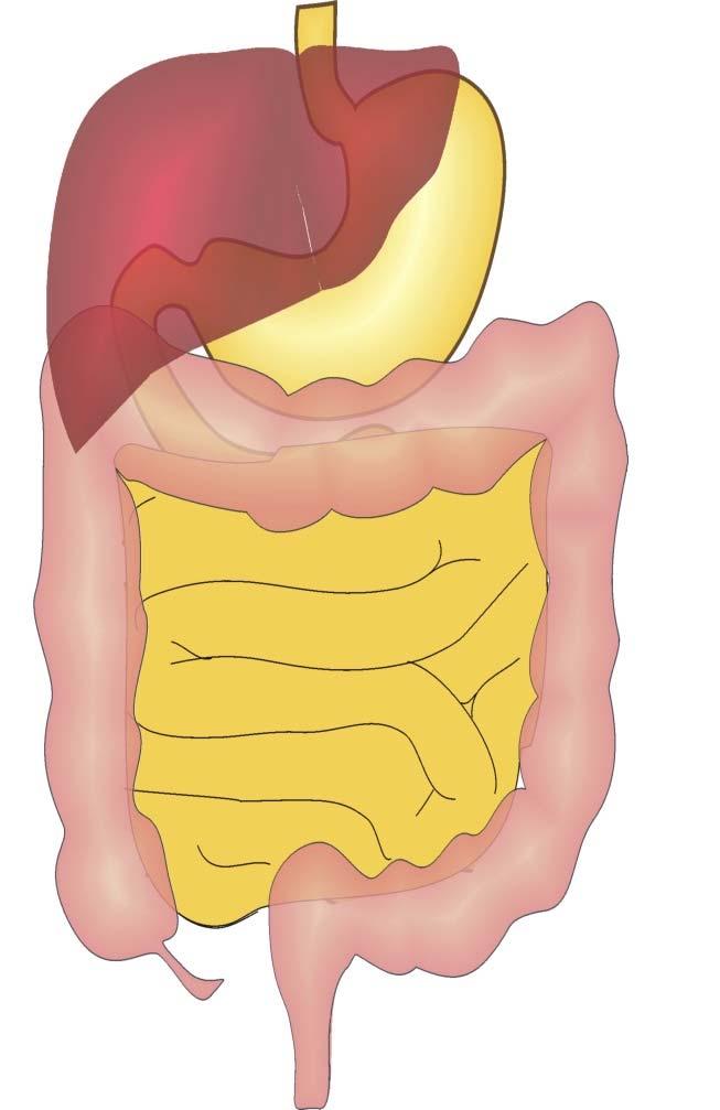The Normal Gastrointestinal (GI) Tract Esophagus