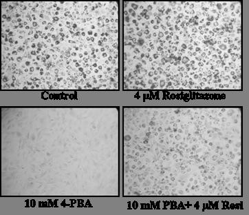 Supplementary Figure S4. A. B. 1.2 Absorbance at 510 nm 1 0.8 0.6 0.4 0.2 0 Control Rosiglitazone (4 um) Treatment Rosi (4 um) + PBA (10mM) PBA (10 mm) C.
