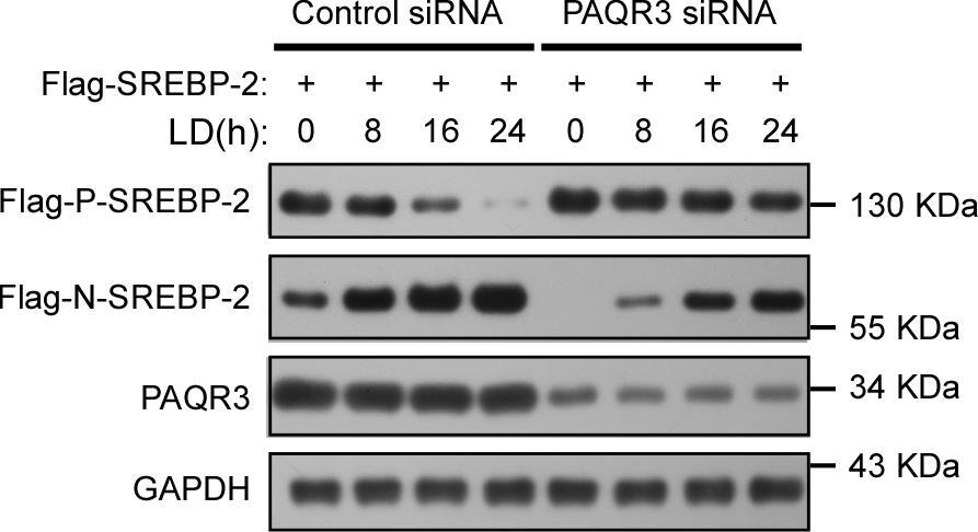 Supplementary Figure 1. PAQR3 knockdown inhibits SREBP-2 processing in CHO-7 cells CHO-7 cells were transfected with control sirna or a sirna targeted for hamster PAQR3.