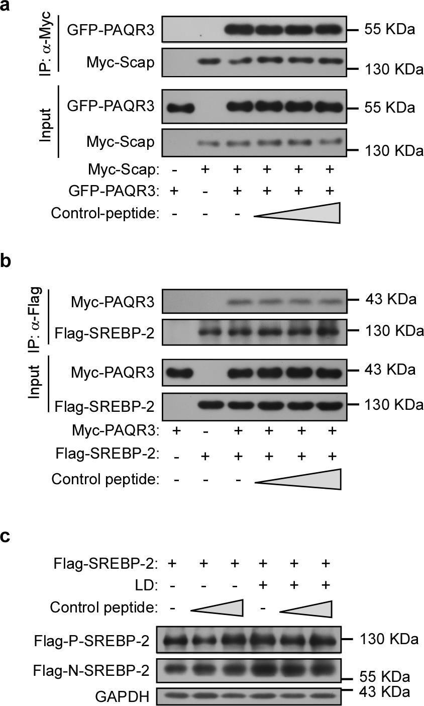 Supplementary Figure 8. A control peptide does not affect SREBP activation (a, b) HEK293T cells were transfected with the plasmids as indicated.