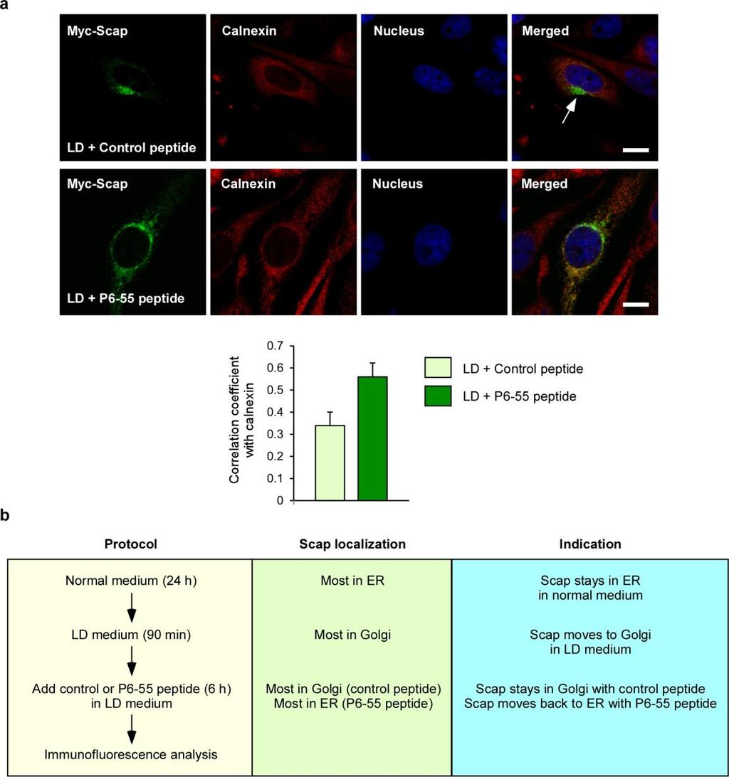 Supplementary Figure 9. PAQR3 affects reverse traffic of Scap from the Golgi apparatus to the ER (a) SRD-13A cells were transfected with Myc-tagged Scap and cultured for 24 h.