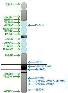 CSF3R mutations Chromosome 1p34.