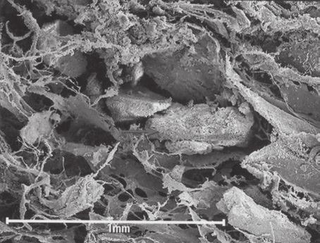 125mm) Scanning Electron Micrograph of OssiMend BLOCK magnification x50 ( ) Mineral particle (Particle size range 0.25-1.