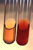 Methyl Red Test Test for acid accumulation Carbon Sources: Glucose and proteins Indicator -methyl red; Added after growth MR +: red (ph < 5.2) MR - : Yellow (ph > 5.