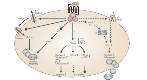 Somatostatin Analogs and NET Octreotide and Lanreotide Bind to somatostatin receptors that are