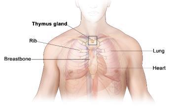 Lung Thymus 21