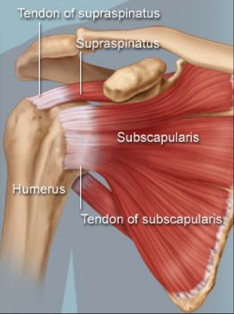 The four rotator cuff muscles are called the: 1. Supraspinatus 2. Infraspinatus 3. Teres Minor 4. Subscapularis The rotator cuff muscles help raise the arm in the air and rotate the arm.
