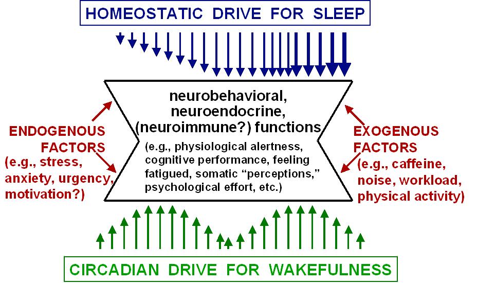 Fatigue based in sleep and circadian drives and their interaction with endogenous