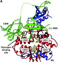 3. Key metabolic master switch enzyme: AMPK Steinberg GR, Kemp BE, AMPK