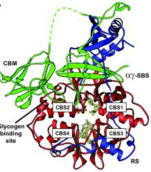 3. Key metabolic master switch enzyme: AMPK Improved hepatic fatty acid oxidation Cholesterol Triglyceride homeostasis AMPK AMP: ATP Kinases / Ca 2+ AMPK P Improved muscle fatty acid oxidation