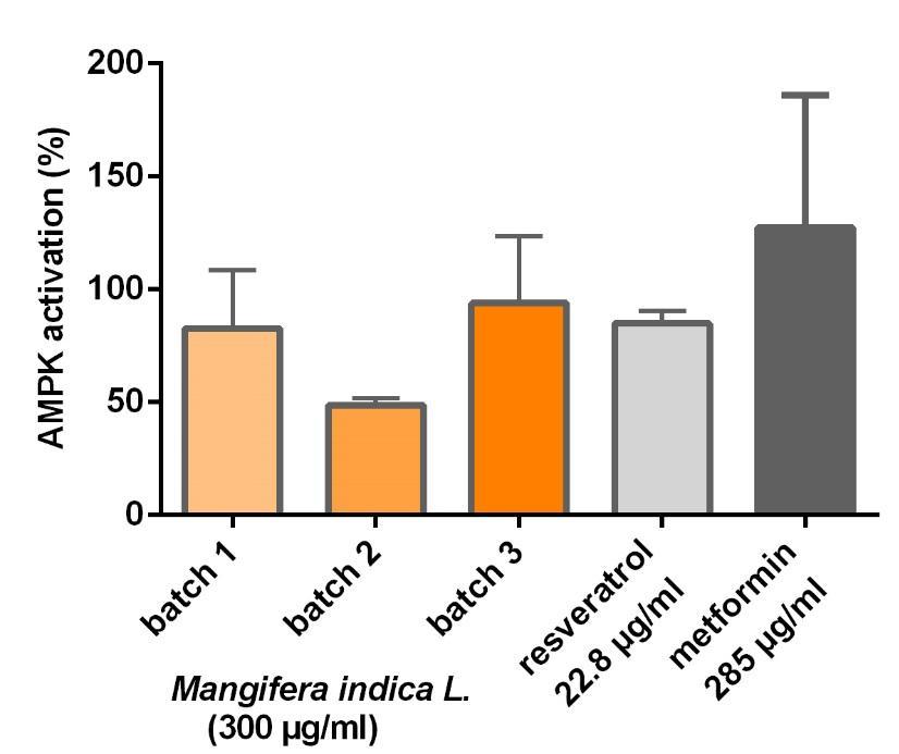 3. Mangifera indica for well-aging Activation of AMPK in human hepatic progenitor cell line