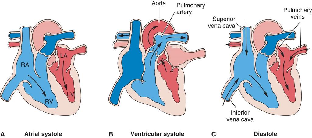 Cardiac Cycle: One Heartbeat Systole