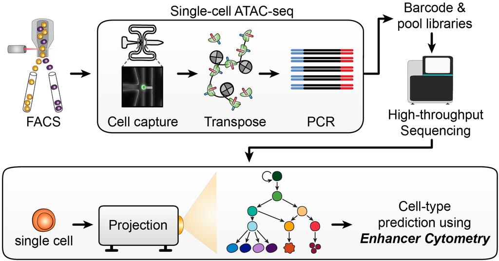 Single Cell ATAC