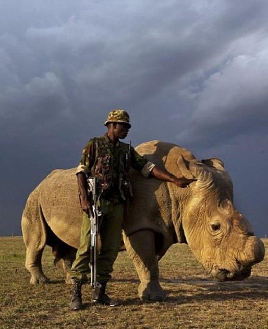 Northern White Rhino History Early 1900 s NWR subspecies discovered 1960 More NWR alive than SWR (pop.