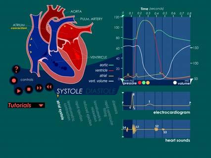 Phases of the Cardiac Cycle Ventricular