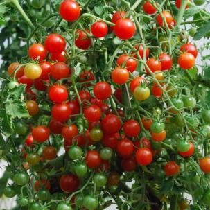 Tomato variety differences for AA and lycopene content Red Currant high for both Cherry types high AA,