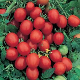 smaller types, although Fabulous and Red Brandywine had high lycopene content Conclusions AA content
