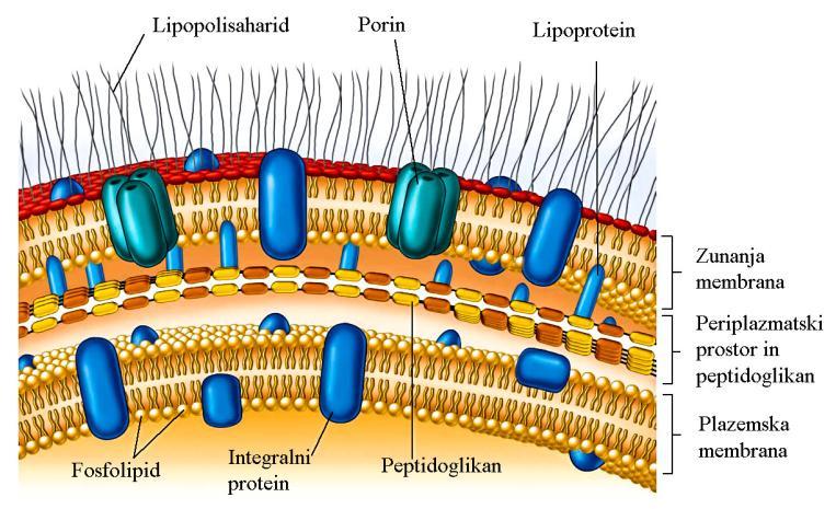 Mg 2+ ionov v in iz celice (10, 14). Stafilokoki in večina drugih Gram+ bakterij vsebuje plast proteinov na površini celične stene peptidoglikana.