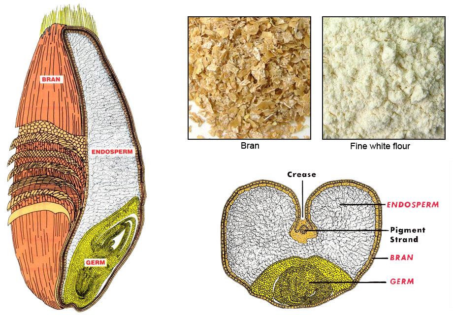 Wheat bran fibre contributes to an increase in faecal bulk Wheat bran fibre contributes to a reduction in intestinal transit time *Based on 10g wheat bran