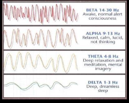 Neuroscience: Brain Waves Beta waves in the brain are very short and sharp and are indicative of a very active problem solving 