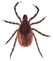 Ticks Ticks are abundant in grassy, wooded areas. They will wait on the tips of grass and trees to attach to the skin of an animal or human passing by.