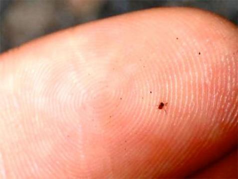 Chiggers Chiggers are commonly found in outdoor areas such as berry patches, tall grass and weeds, or edges of woodlands. They are tiny and usually cannot be seen without a magnifying glass.