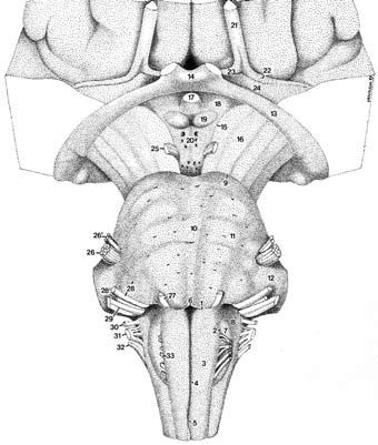 Section I A Fig. 1.4 (A B). The brain stem. Anterior view. Bar: 5 mm. Medulla The boundaries between the spinal cord and medulla are noted on Fig. 1.30.