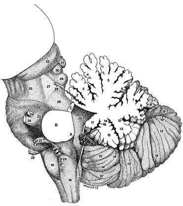 Section I A Fig. 1.9 (A B). The vermis. Median section. Diagram (A) and specimen photograph (B) display the medial view of the cerebellar hemisphere and the lateral view of the brain stem.