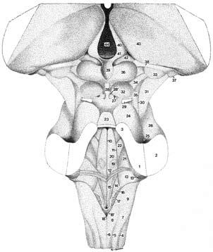 Section I A Fig. 1.5 (A B). The brain stem. Posterior view.
