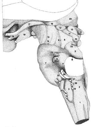 Section I A Fig. 1.6 (A B). The brain stem. Lateral view. Bar: 5 mm.