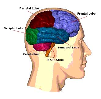 LABEL: the lobes of the human cerebrum. IDENTIFY: write the name of the brain structures or parts described below.
