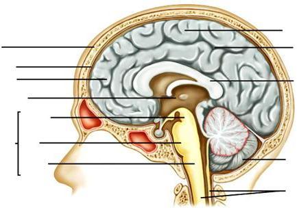 b) A fold of cortical gray matter on the surface of the cerebrum c) The middle of three divisons of the brainstem. d) The gray matter on the surface of the cerebrum.