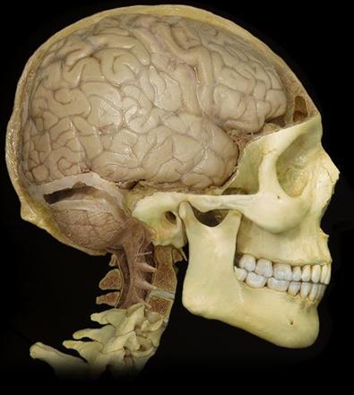 PART 4 Lateral View of the Human Brain A) Click at the CHANGE TOPIC button on the left side of the screen. From the Select Topic, select Brain and then from the Select view select Lateral.