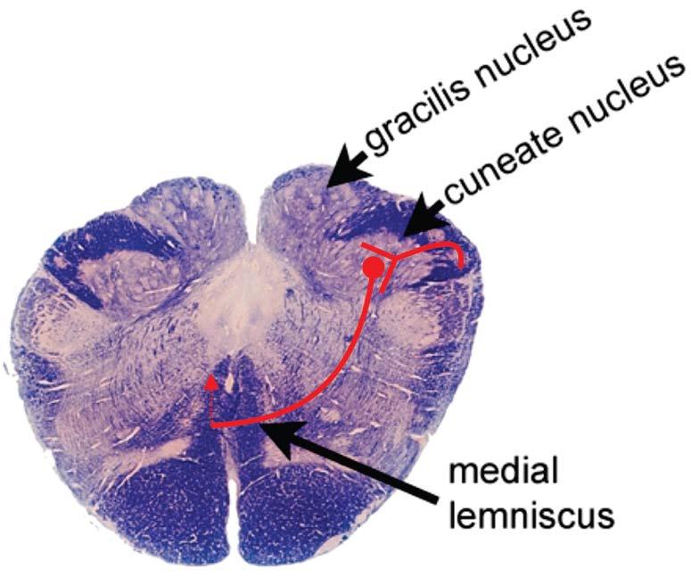 Somatosensory Pathway: Dorsal Columns for Proprioception and Touch The column axons synapse in nucleus