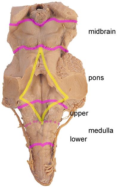 Brainstem Geography The presence of the ventricle