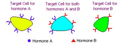 functioning of other cells Endocrine action distribution