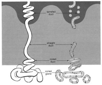 Thermoregulation Eccrine unit consists of intra-epidermal spiraled duct coiled and straight intra-dermal duct secretory coiled