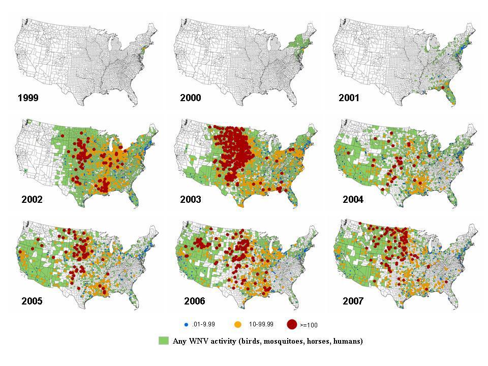 23 WNV Neuroinvasive Disease Incidence, by County, United States, 1999-2007 CDC, courtesy Lyle Petersen 24 WNV 23 cases of TTI reported in