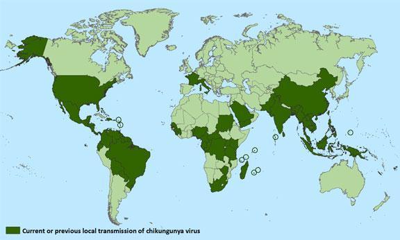 33 Chikungunya Toga virus (alphavirus group) Mosquito-borne (Aedes aegypti & albopictus) Human-mosquito-human cycle Co-exists with DENV Has