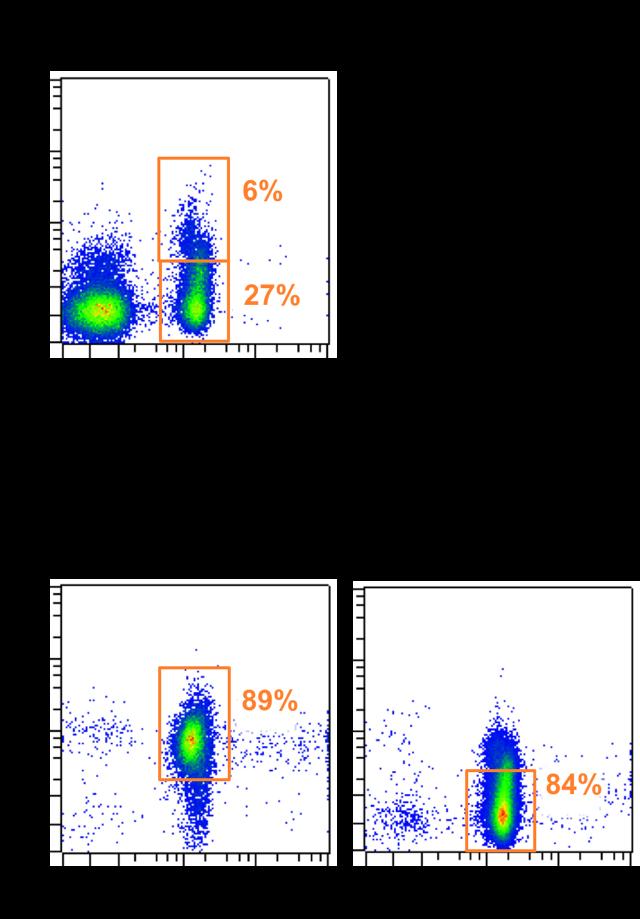 3.2. Flow cytometry analysis To assess the purity of the isolated Treg and Tresp cells, the cells were analyzed by flow cytometry. 1.