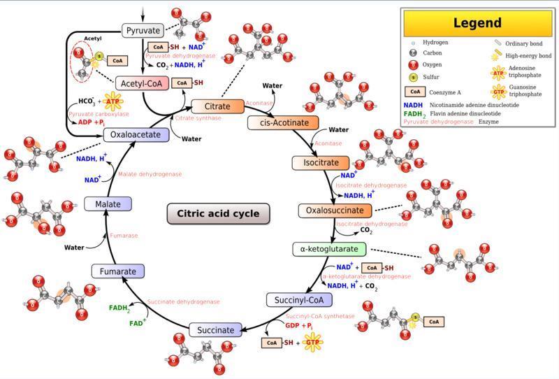 9.6 - Glycolysis and the Krebs cycle connect to many other metabolic pathways